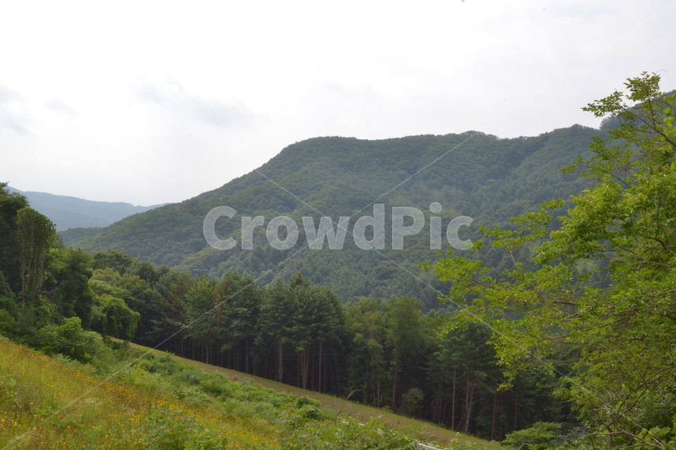 nature,outdoors,자연,countryside,slope,경사,들,숲,woods,자연,풍경,nature,landscape