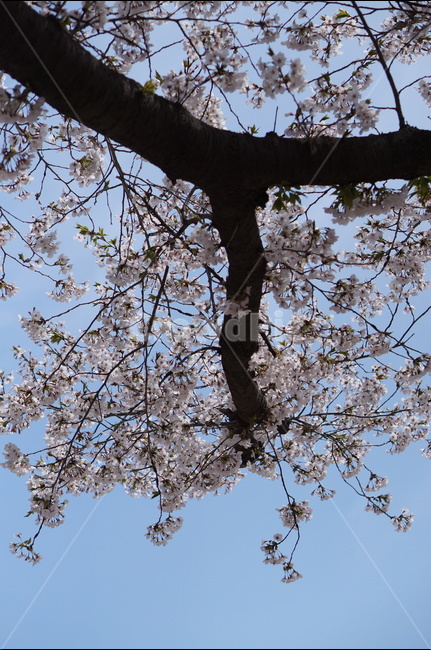 벚꽃,파랑,하늘,구름,풍경,봄,계절,spring,season,식물,자연,plants,nature,꽃,flower,나무,trees,wood,plant,blossom,cherry blossom