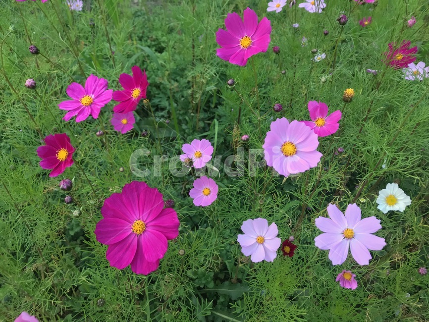 blossom,pottedplant,plant,flower,geranium,꽃,식물,자연,plants,nature,꽃,flower