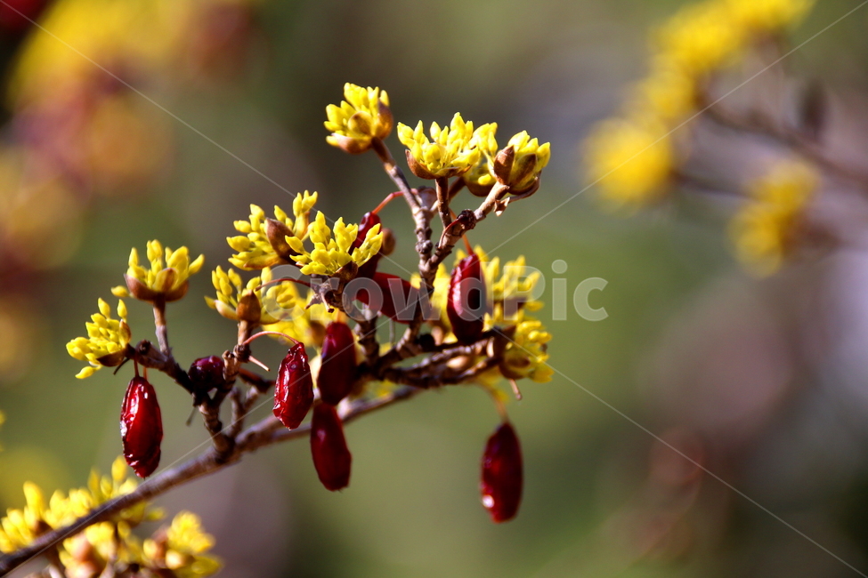 나무,식물,꽃,열매,계절,봄,계절,spring,season,식물,자연,plants,nature,꽃,flower,과일,열매,fruit,plant