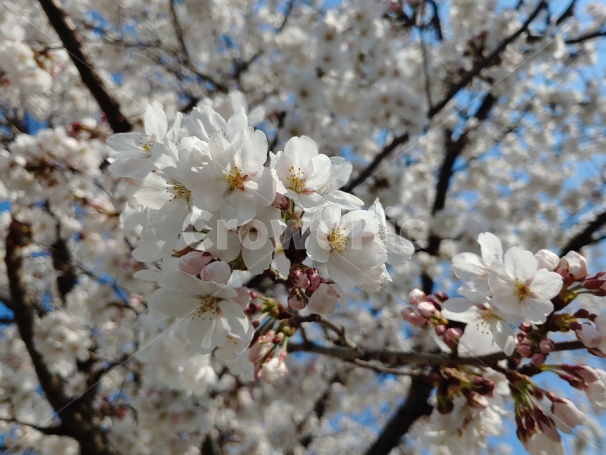 cherryblossom,벚꽃,꽃,봄,바탕화면