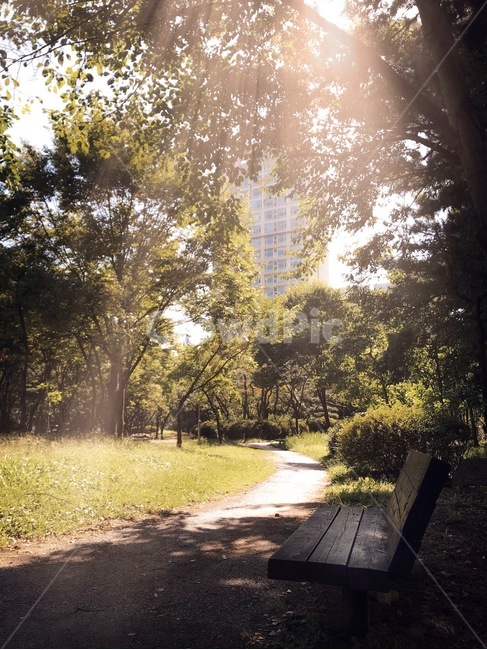 flare,light,빛,sunlight,감성,공원,가을