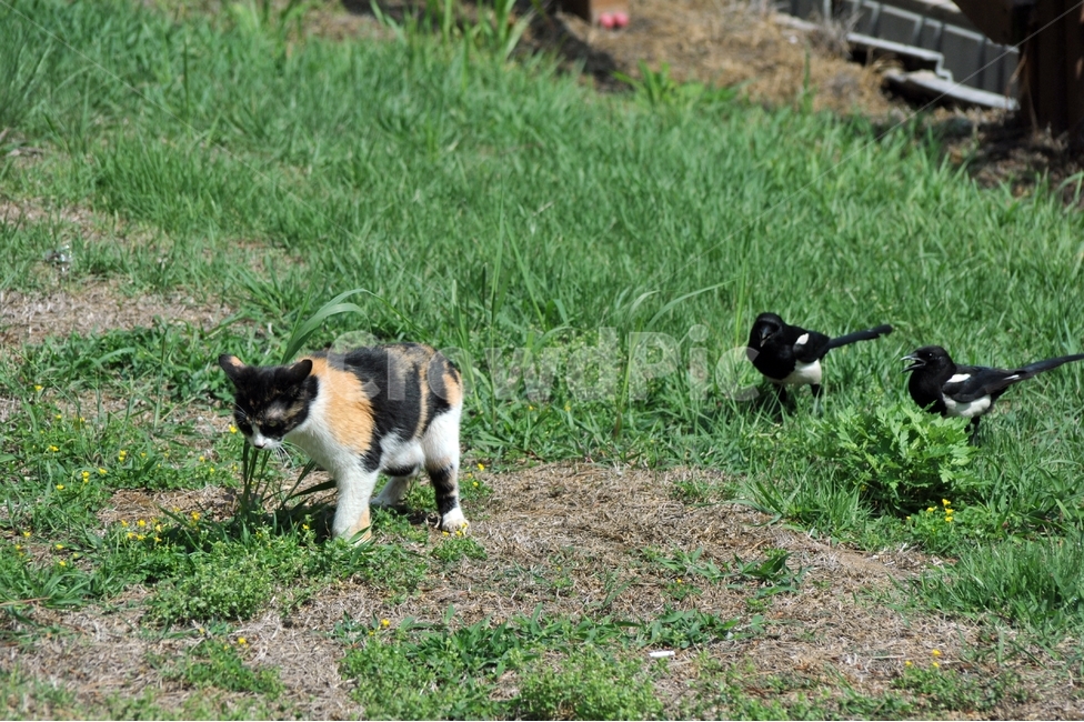 고양이,까치,길고양이,봄날,일상,동물,animal,포유류,mammal,고양이,cat,kitten,kitty,조류,새,birds