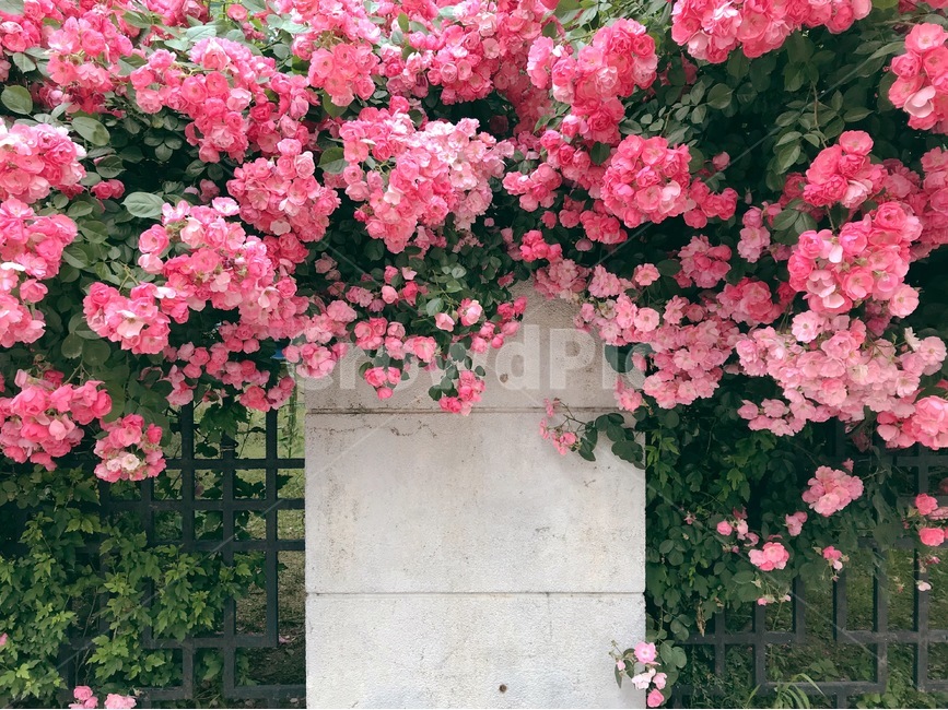 5월,장미,화단,서촌,담벼락,rose,flower,pink,wall,may,화사한,봄,spring,garden,natural,싱그러운,식물,자연,plants,nature,꽃,flower