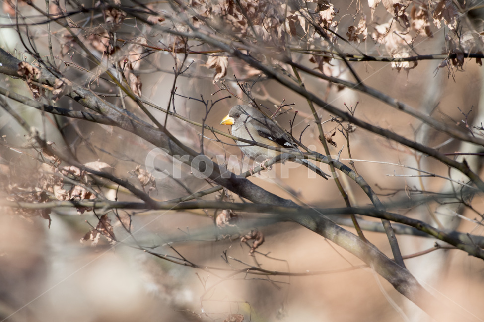 밀화부리,철새,겨울,겨울새,추동,춥다,cold,나무,동물,animal,조류,새,birds