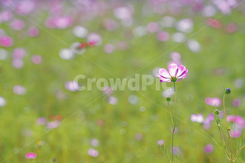 꽃,코스모스,식물,flower,cosmos,가을,계절,fall,autumn,season,식물,자연,plants,nature,꽃,flower,geranium,제라늄,plant,blossom
