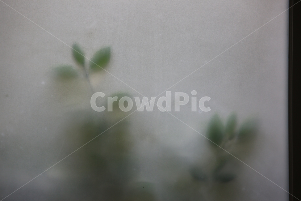 나무,유리창,녹색,식물,안개,식물,자연,plants,nature