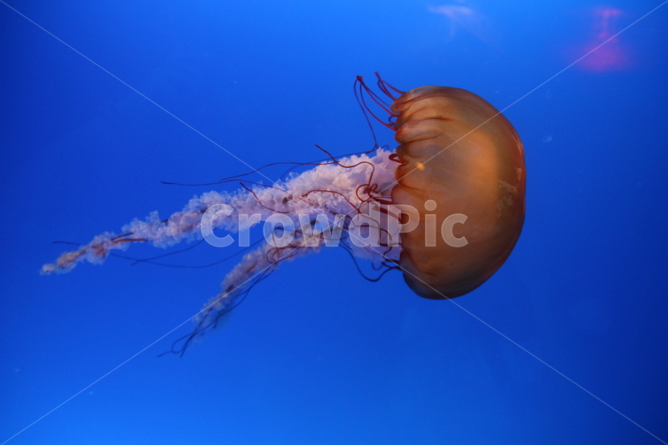 해파리,수족관,아쿠아리움,바다,jellyfish,생물,동물,animal
