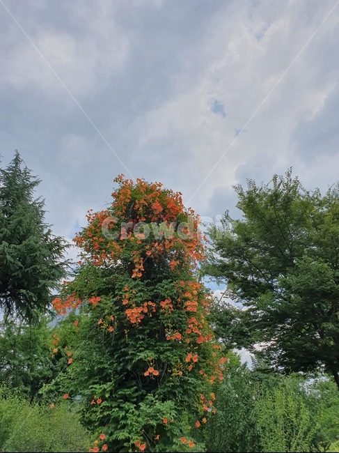 능소화,자연,꽃,여름,여름꽃,plant,tree