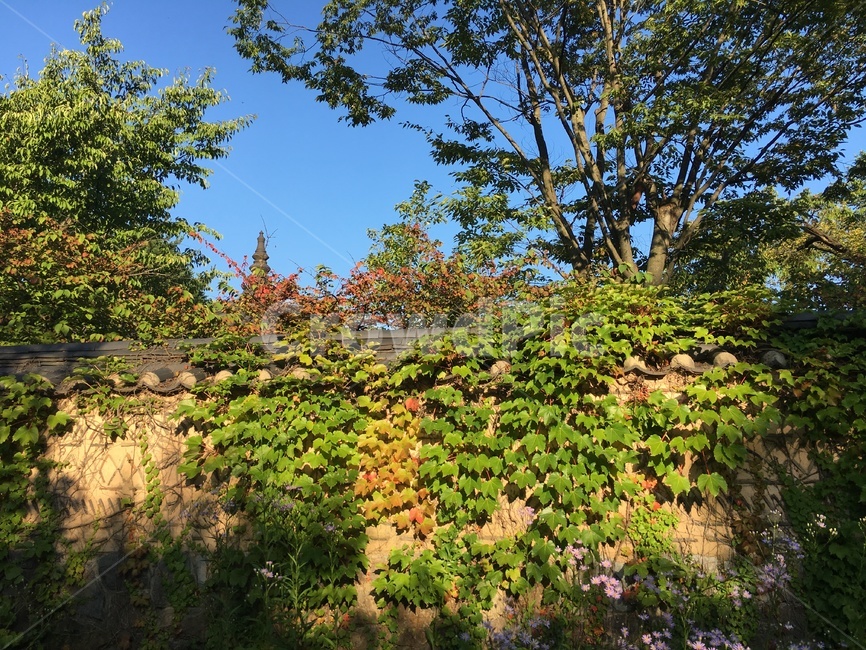 돌담,식물,tree,나무,자연,식물,자연,plants,nature
