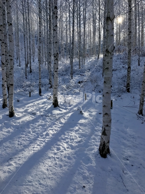 인제,자작나무,눈,햇빛,빛,아침,겨울,계절,winter,season,자연,풍경,nature,landscape,식물,plants,나무,trees,wood,tree,plant