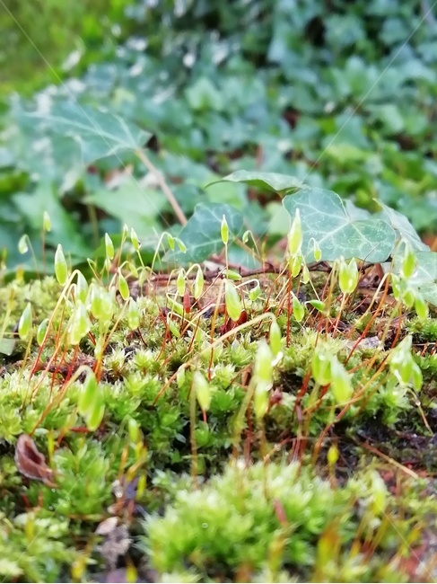 moss,이끼,plant,식물,leaf,잎