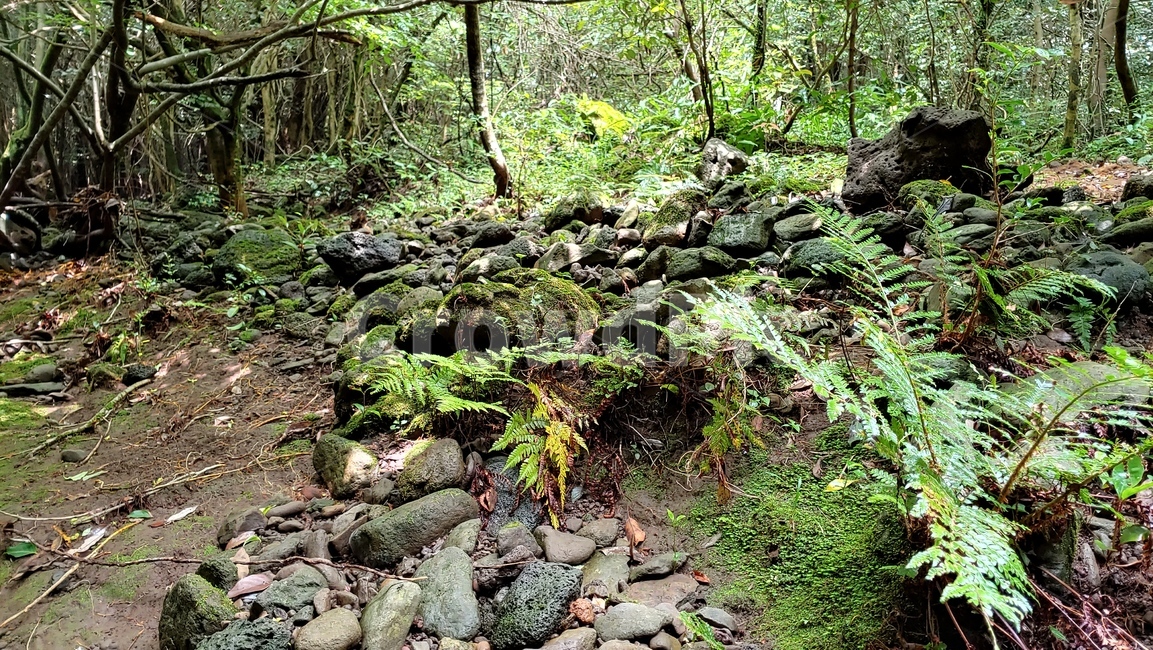 제주숲,자연,현무암,nature,양치식물,jejuislandforest