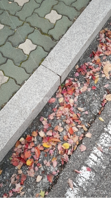 아스팔트,길,낙옆,가을,잎,식물,색
