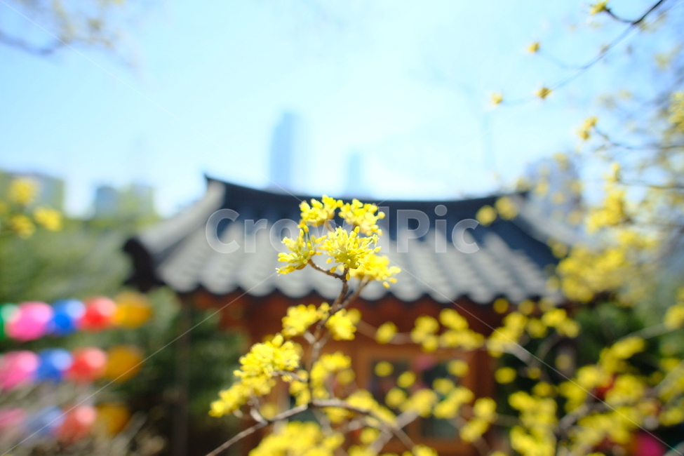 plant,식물,blossom,flower,꽃,봉은사,산수유