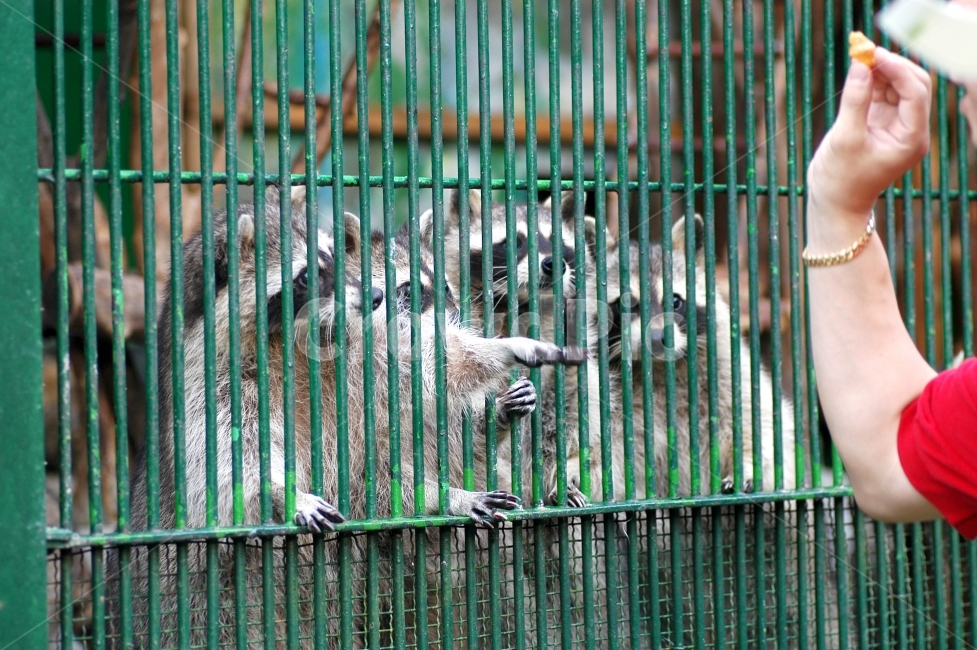 너구리,동물원,먹이,경쟁,포유류,동물,철창,사육,과자,사람,동물,animal,포유류,mammal