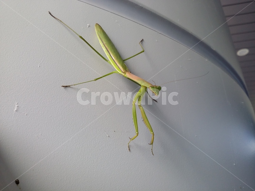 곤충,insect,동물,사마귀,자연,동물,animal,곤충,벌레,insect,bug