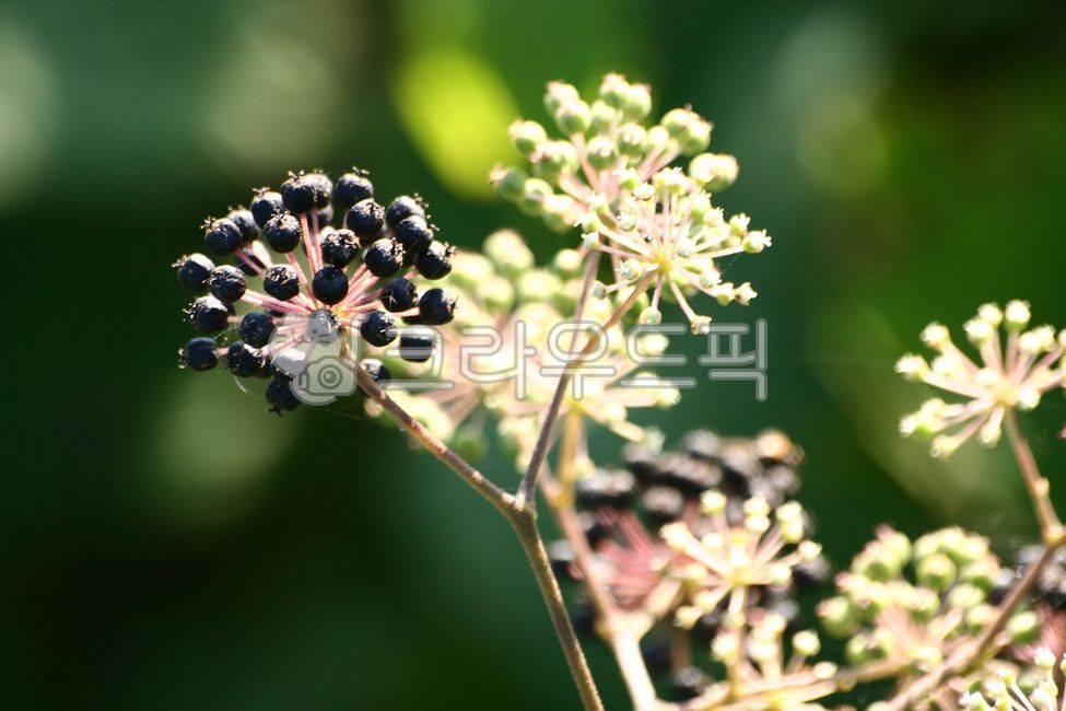 독활,약용식물,약초,독활열매,독활재배,약용식물재배