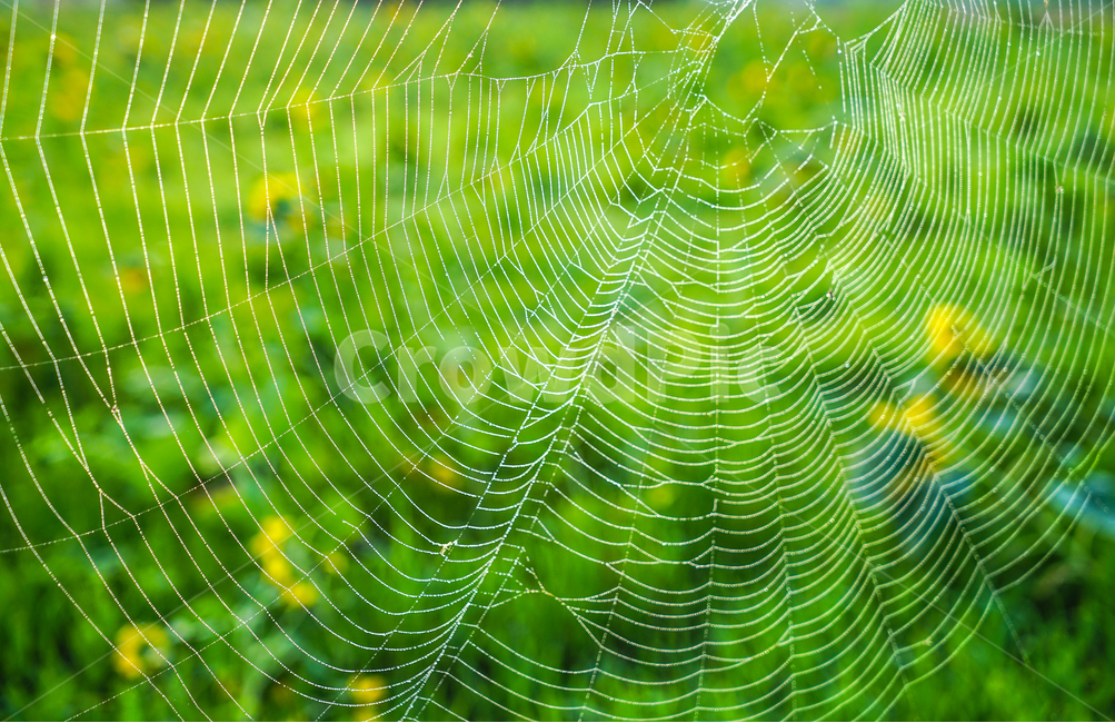 거미,거미줄,거미집,해바라기,곤충,자연,자연,풍경,nature,landscape