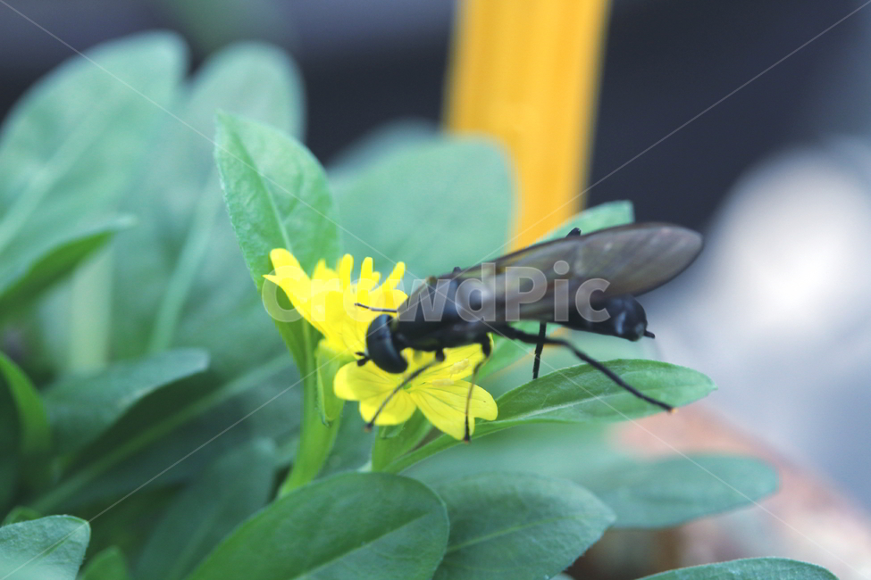 야생화,꽃,식물,여름꽃,자연꽃,곤충,벌레,insect,bug