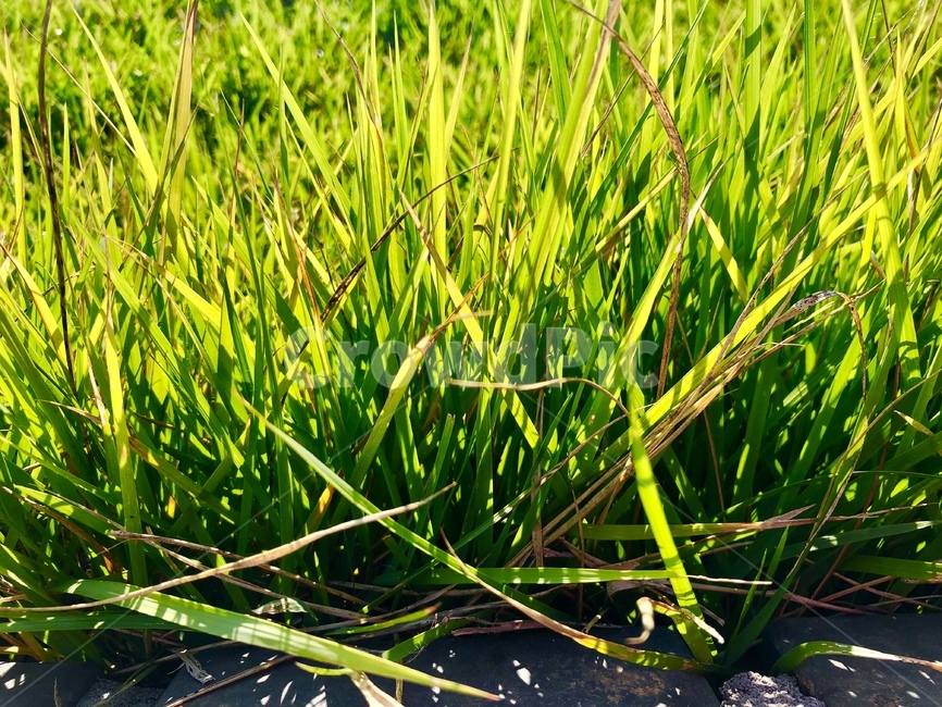 풀,자연,풍경,밝은,아침,근접,식물,자연,plants,nature