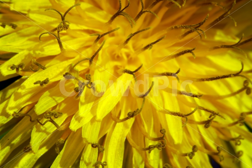 봄,꽃,자연,식물,spring,flower,nature,plants,민들레,이파리,꽃봉오리,접사,macro,클로즈업,closeup,tree,숲,숲속,산림,삼림,조경,봄꽃,감성,힐링,풍경,landscape,식물,자연,plants,nature,꽃,flower