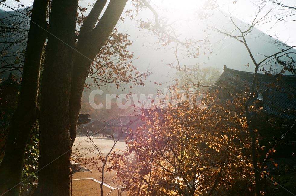 표충사,가을,한옥,필름카메라,필름사진,자연,풍경,nature,landscape,tree,나무,plant,식물,light,빛,flare,플레어,tree trunk,나무 줄기