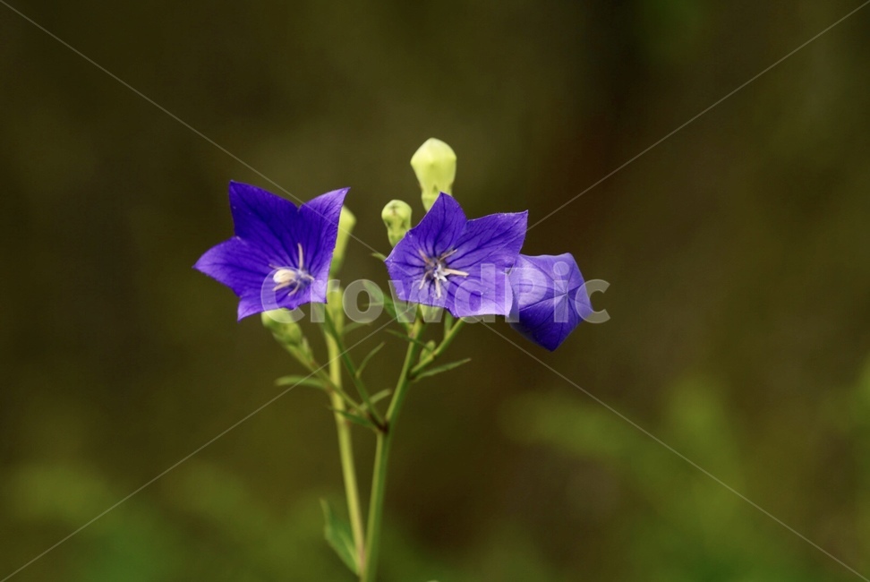 도라지,꽃,보라색,식물,자연,nature,flower,plants,식물,자연,plants,nature,꽃,flower