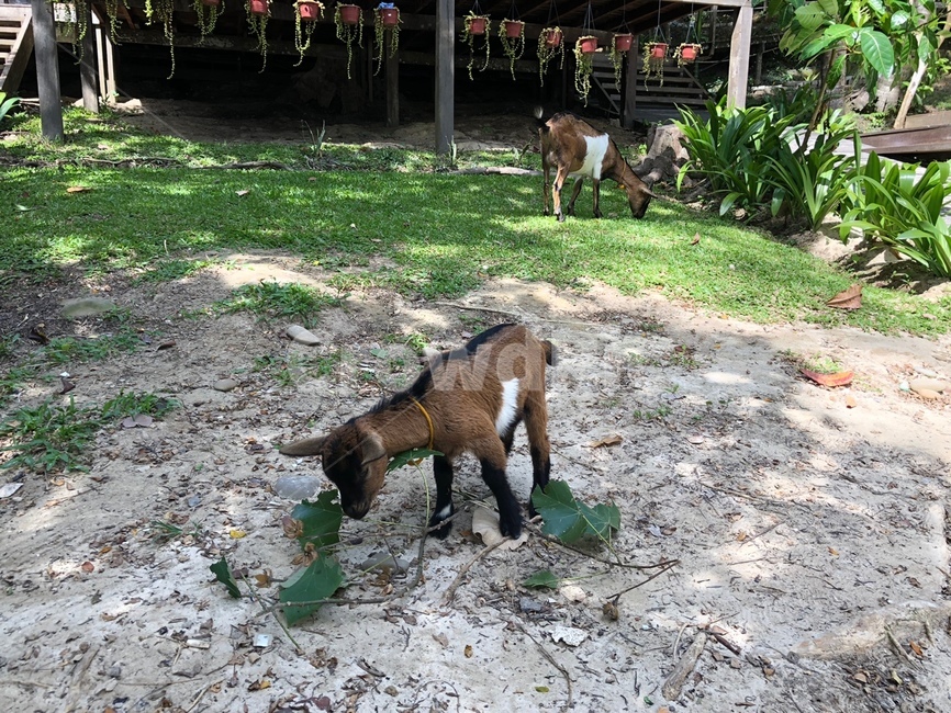 염소,goat,아기염소,들판,초목,풀,먹이,자연,nature,동물,animal