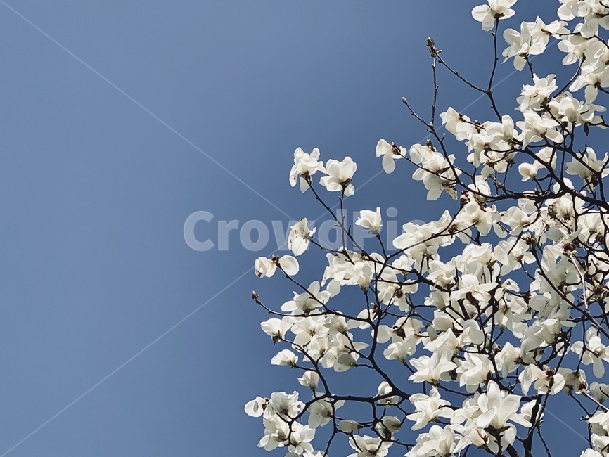 식물,flower,꽃,blossom,plant