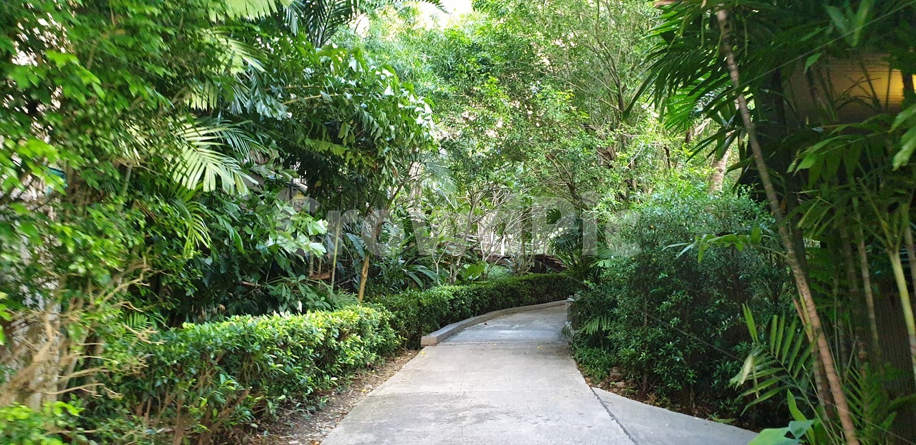 outdoors,옥외,garden,정원,arbour,정자,숲길,초록색,나무,숲,정글,태국,끄라비,길,나무,trees,wood