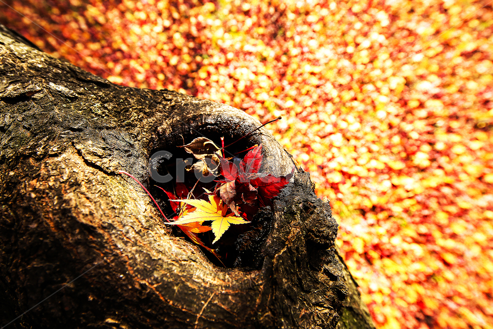 가을,단풍,낙엽,햇살,나무,가을,계절,fall,autumn,season,plant,식물,leaf,잎,tree