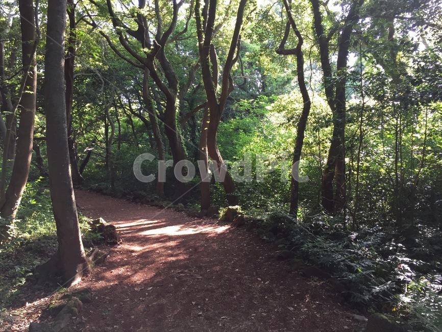 비자림,비자숲,나무,숲,숲길,햇볕,woods,trees,nature,sunshine,sunlight