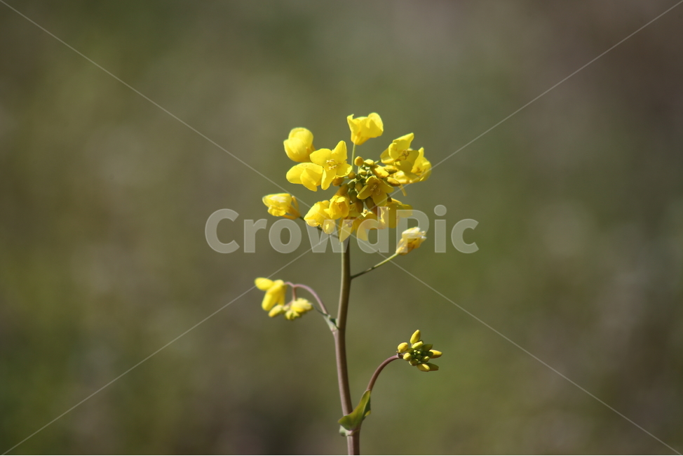 유채,꽃,봄,rapeseed,rape,봄,계절,spring,season,식물,자연,plants,nature,꽃,flower