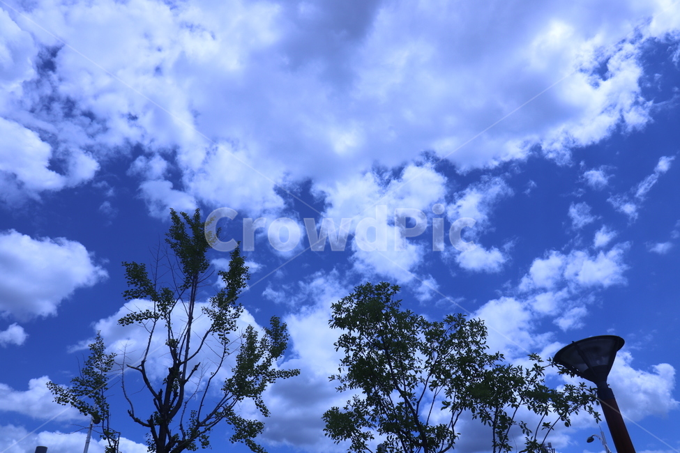 푸른,하늘,구름,나무,나뭇잎,나뭇가지,가로등,bluesky