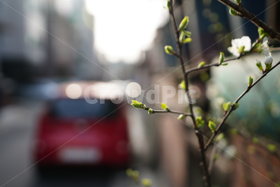 봄,감성,느낌,계절,생명,생물,식물,잎,자연,식물,자연,plants,nature,꽃,flower