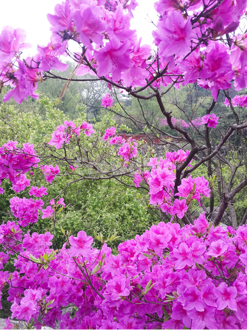 봄,영산홍,꽃,핑크색,풍경,봄,계절,spring,season,식물,자연,plants,nature,꽃,flower,plant
