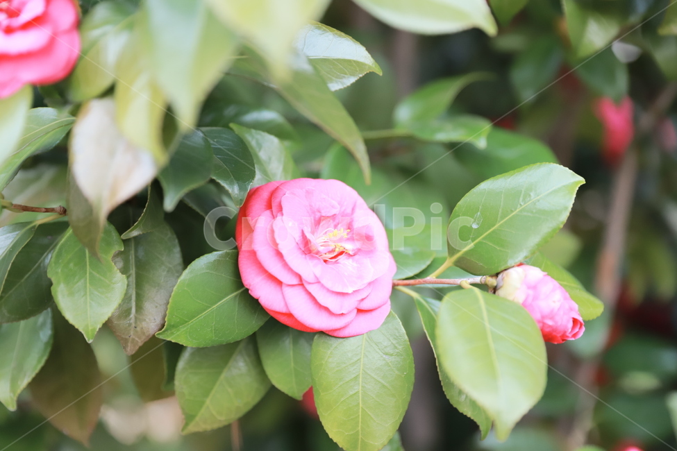 flower,꽃,식물,동백꽃,봄