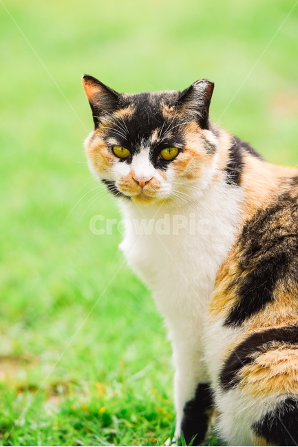 고양이,캣,냥냥이,길고양이,삼색이,치즈냥,냥,cat,동물,동물,animal,포유류,mammal,고양이,cat,kitten,kitty