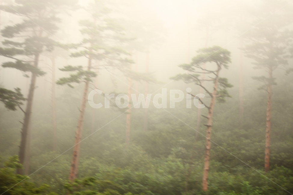 안개,소나무,숲,미지,산,자연,풍경,nature,landscape,식물,plants,나무,trees,wood,weather,날씨,outdoors,옥외