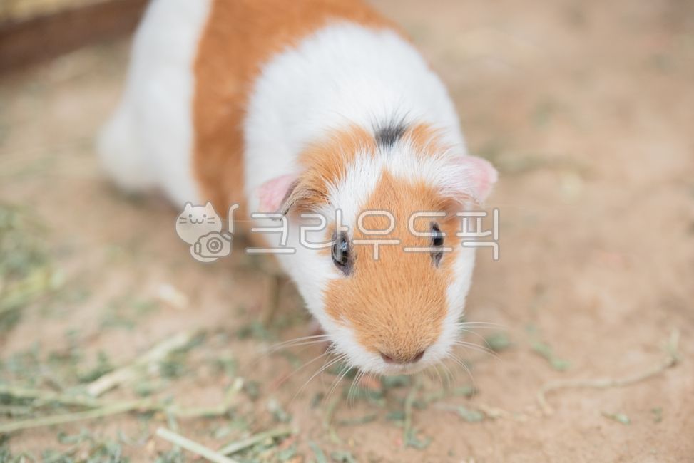 guinea pig,mouse,rodent,animal,mammalia
