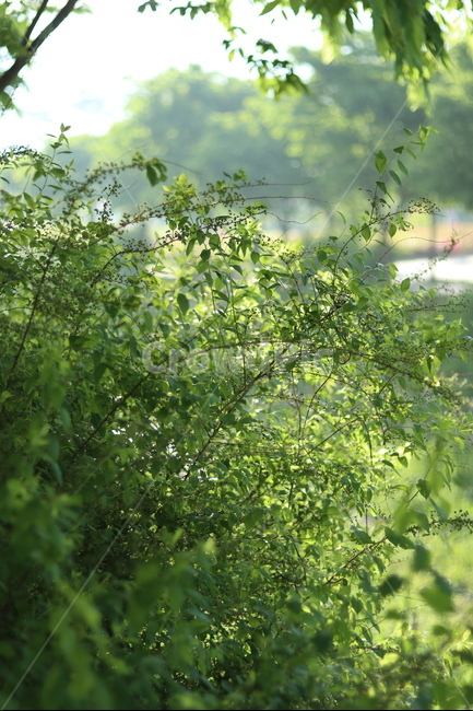 조팝나무,봄,빛,아침,연두,식물,자연,plants,nature