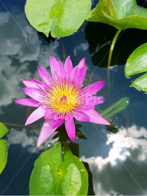 연꽃,flower,꽃,수련,식물
