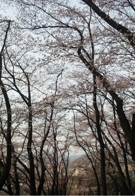 tree,나무,plant,식물,treetrunk,나무줄기,벚꽃,벚꽃나무,테미공원,벚꽃하늘,하늘,꽃구경