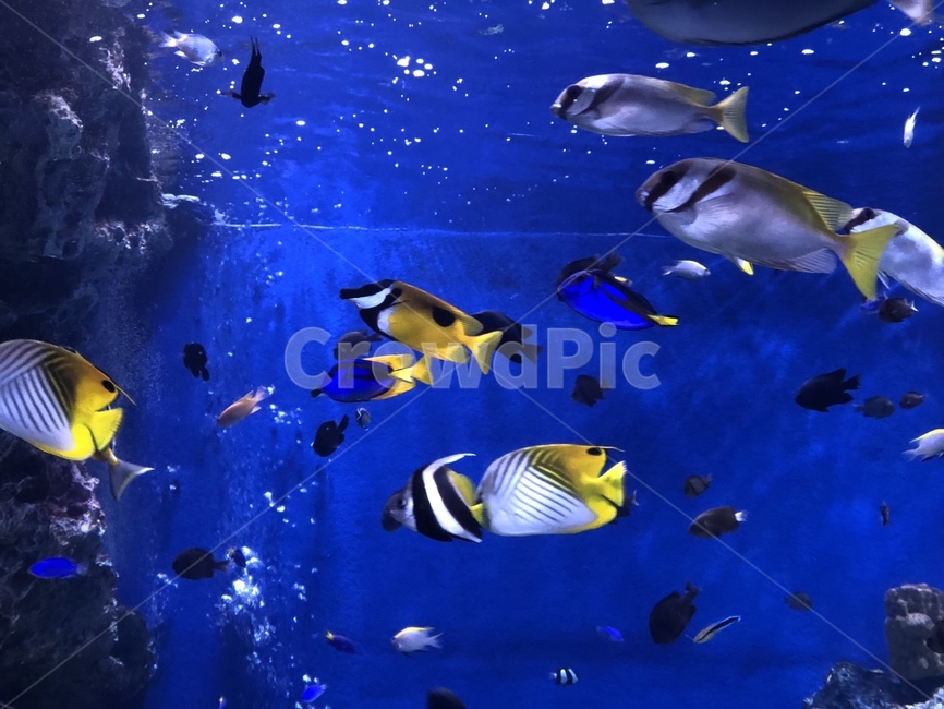 열대어,아쿠아리움,물고기,수족관,바다물고기