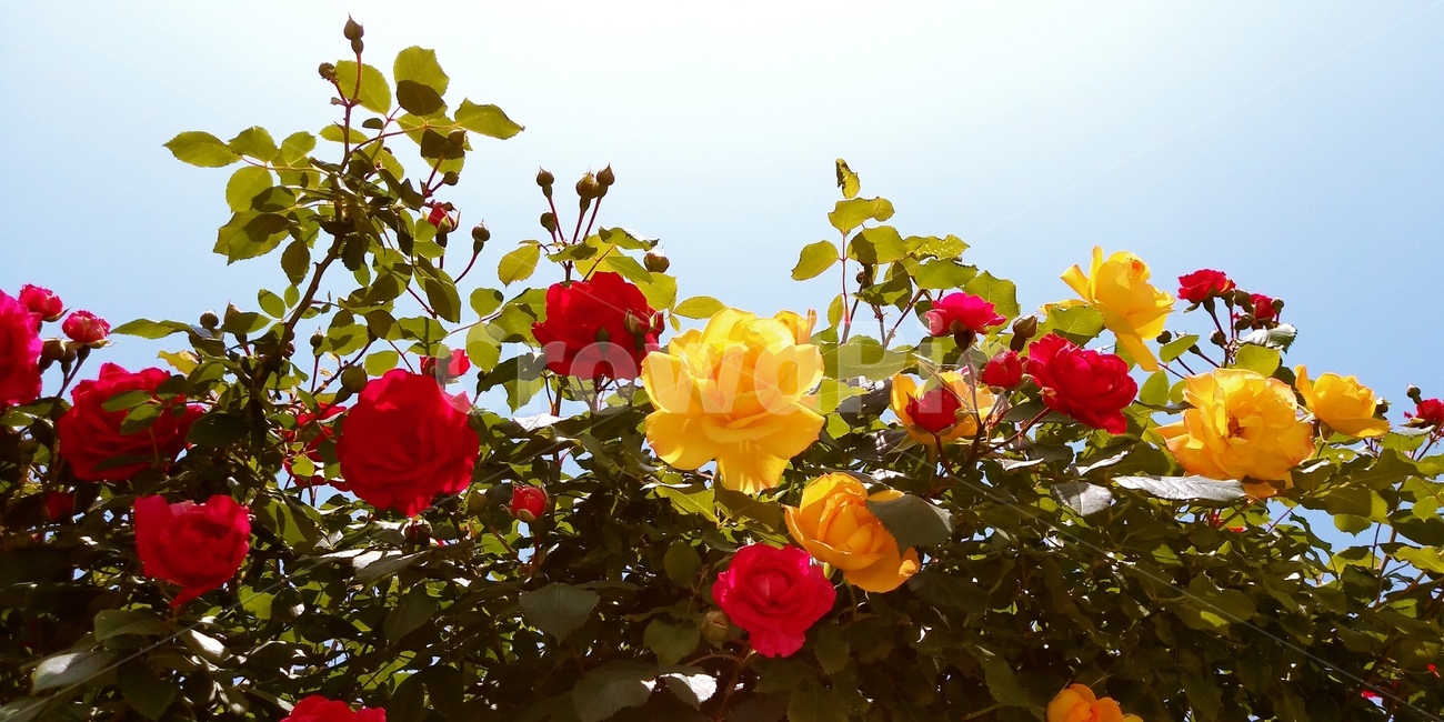 봄,장미,화려함,장미덩쿨,맑음,식물,자연,plants,nature,꽃,flower