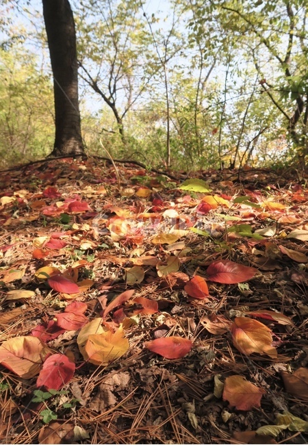 plant,식물,tree,나무,잎,가을,계절,fall,autumn,season,leaf