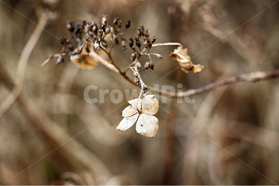 산수국,수국,드라이플라워,plant,식물,꽃,flower