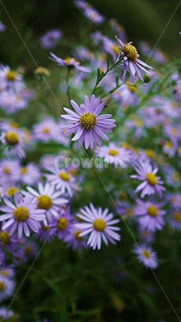 코스모스,가을,꽃,하동,북천,식물,자연,plants,nature,꽃,flower