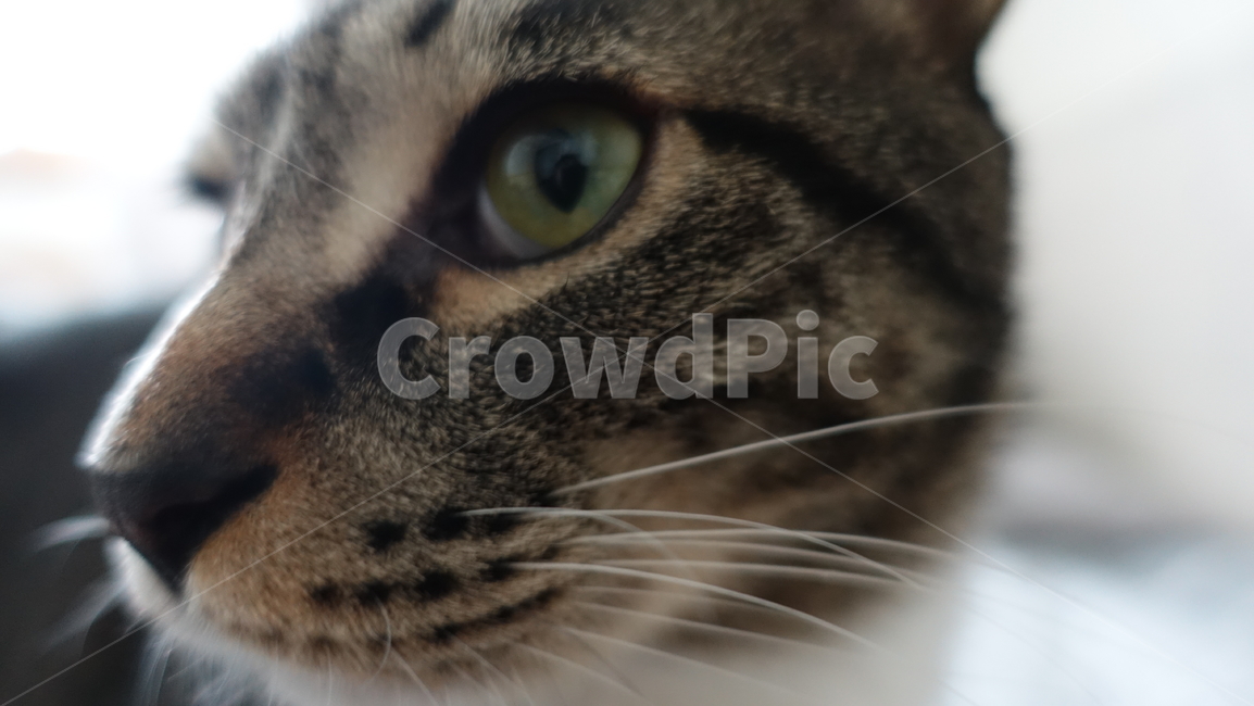 고양이,코숏,코숏고등어,애완동물,동물,동물,animal,포유류,mammal,고양이,cat,kitten,kitty